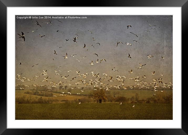 Seagulls 2 Framed Mounted Print by Julie Coe