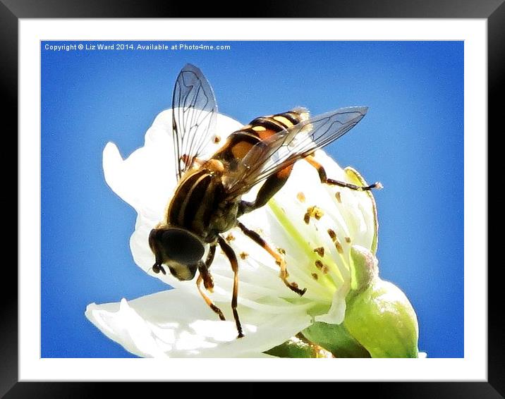 Hoverfly on cherry blossom Framed Mounted Print by Liz Ward