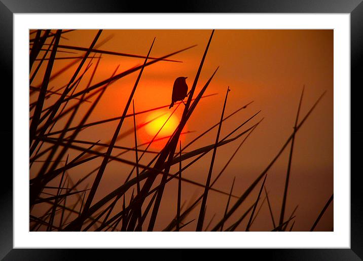 Sunset Bird Framed Mounted Print by Harry Hadders