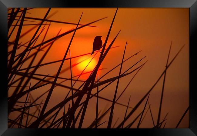 Sunset Bird Framed Print by Harry Hadders