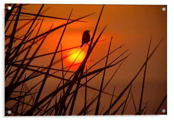 Sunset Bird Acrylic by Harry Hadders