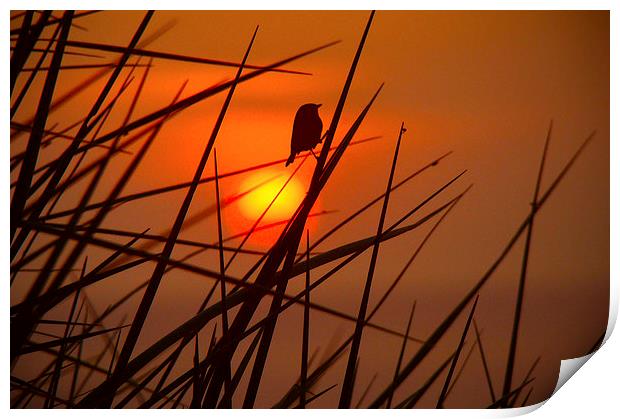Sunset Bird Print by Harry Hadders