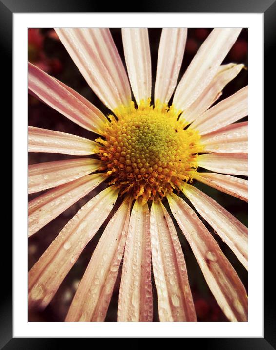 pink daisy on a rainy day Framed Mounted Print by Heather Newton