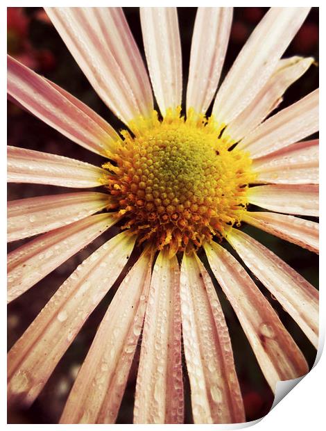 pink daisy on a rainy day Print by Heather Newton