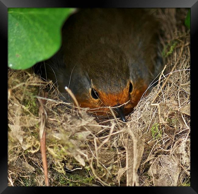 Nesting Robin Framed Print by steve akerman