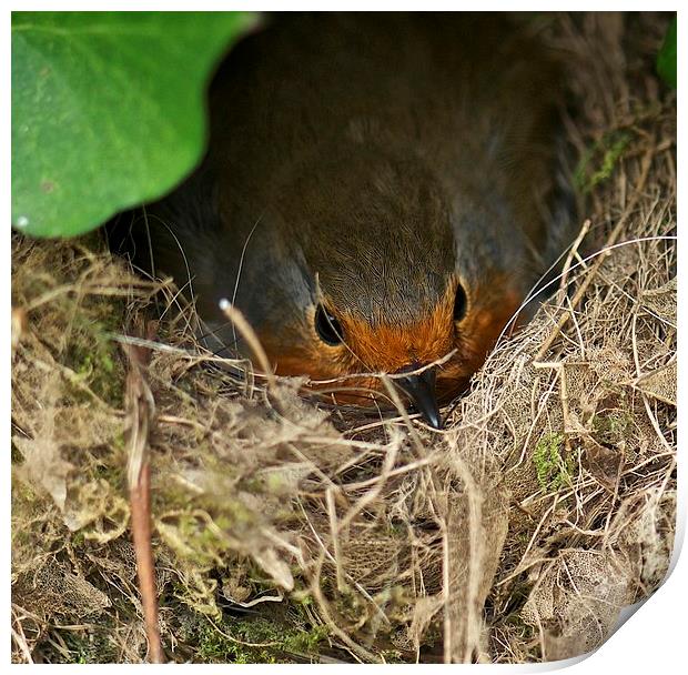 Nesting Robin Print by steve akerman