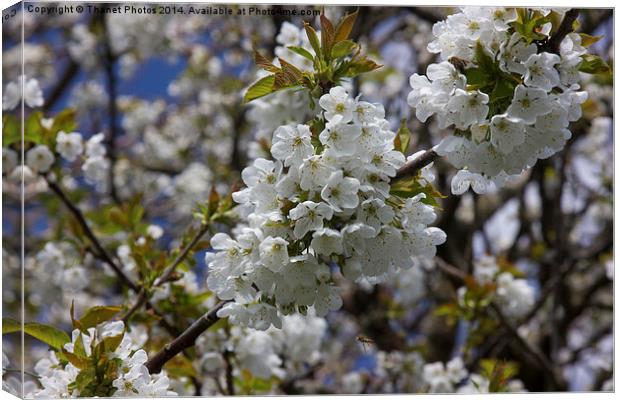 Blossom Canvas Print by Thanet Photos