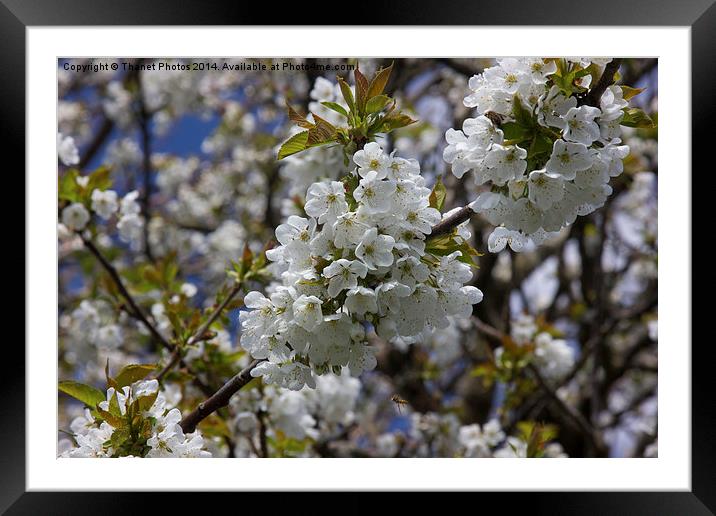 Blossom Framed Mounted Print by Thanet Photos