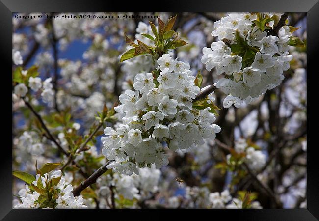 Blossom Framed Print by Thanet Photos