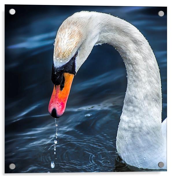 Swan Acrylic by Tylie Duff Photo Art