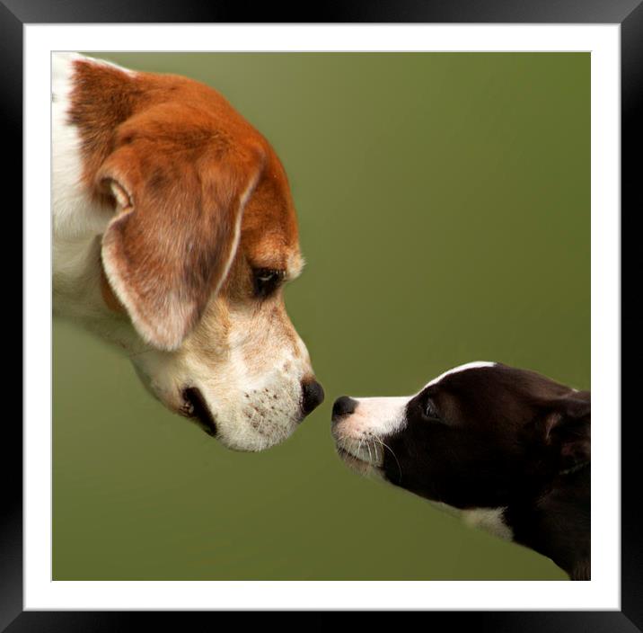 Nose To Nose Dogs 2 Framed Mounted Print by Linsey Williams