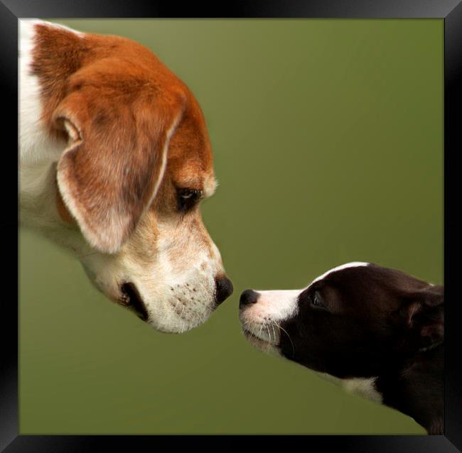 Nose To Nose Dogs 2 Framed Print by Linsey Williams