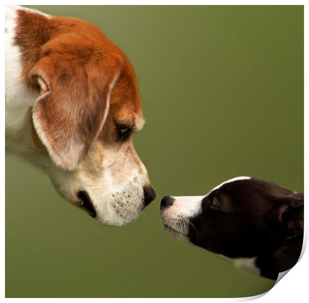Nose To Nose Dogs 2 Print by Linsey Williams
