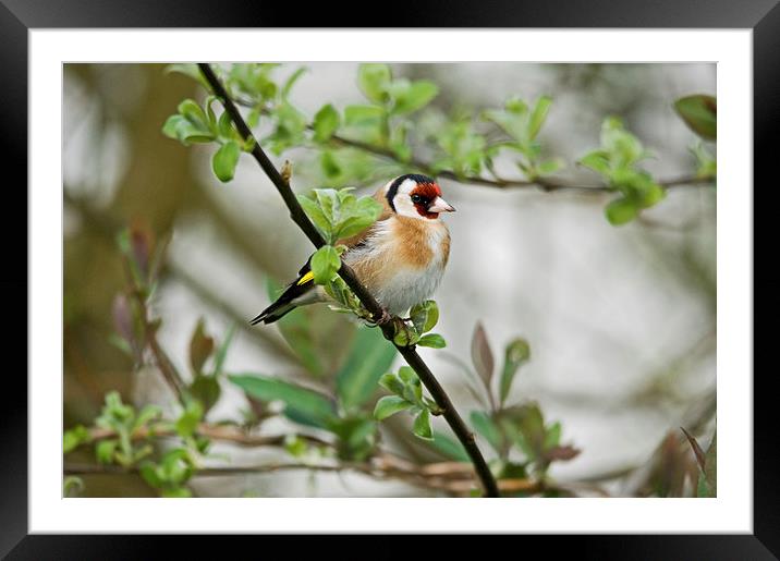 Goldfinch Framed Mounted Print by Jamie Green