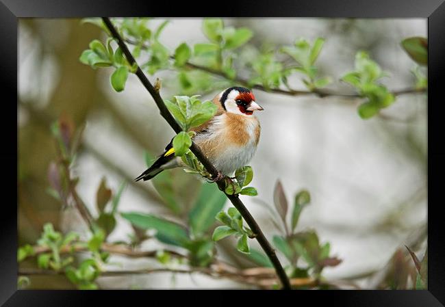 Goldfinch Framed Print by Jamie Green