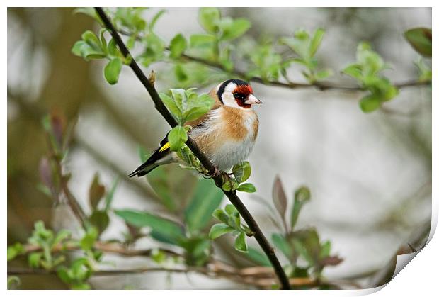 Goldfinch Print by Jamie Green