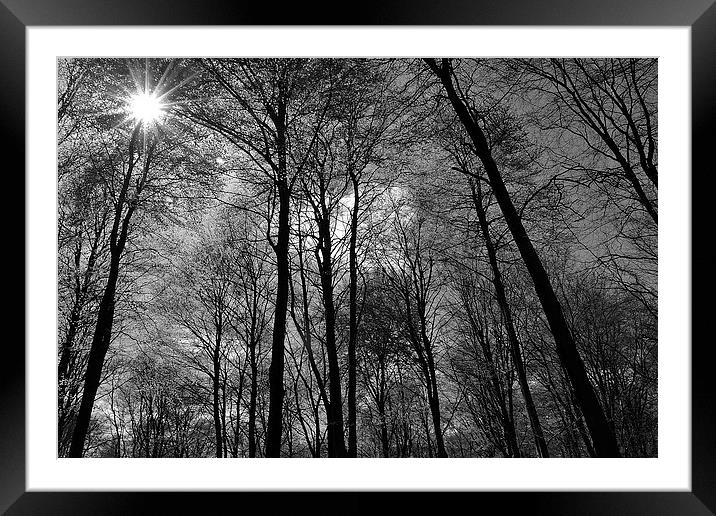 Bursting through in Mono Framed Mounted Print by Donna Collett