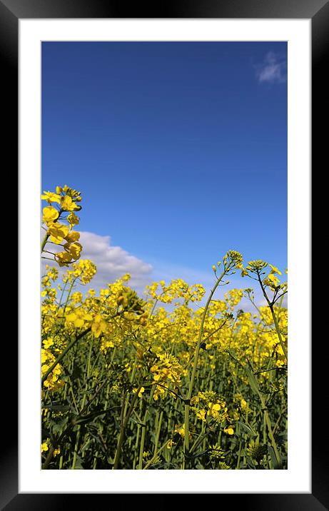 Rapeseed Views Framed Mounted Print by John Atkins