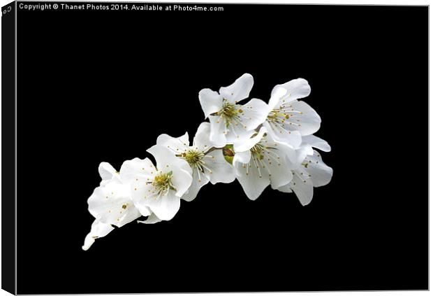White on Black Canvas Print by Thanet Photos