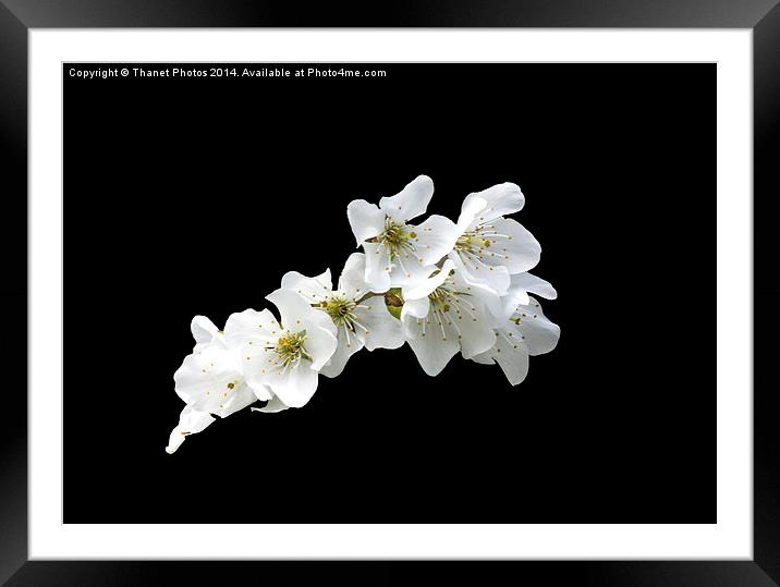 White on Black Framed Mounted Print by Thanet Photos