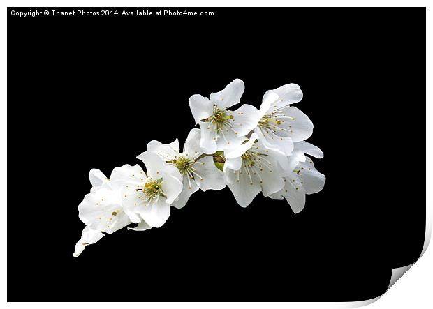 White on Black Print by Thanet Photos