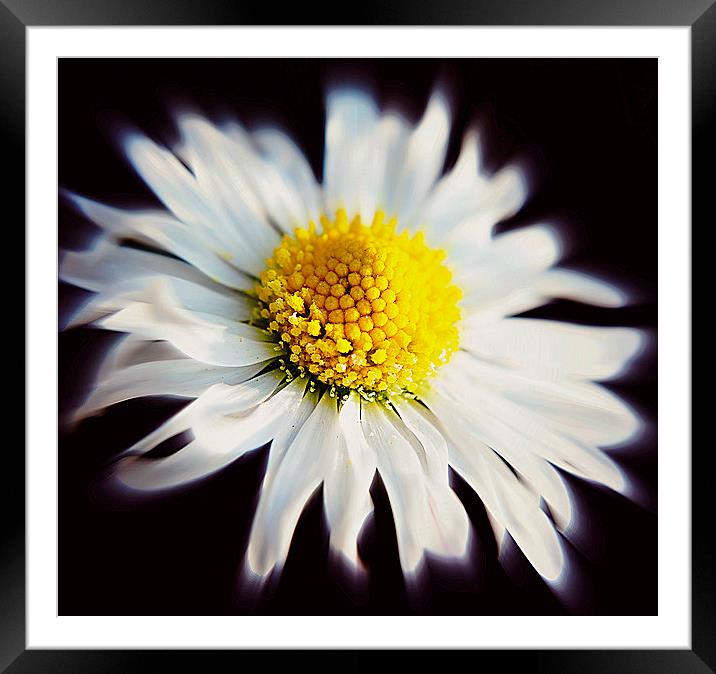 Floating Daisy Framed Mounted Print by Rosanna Zavanaiu