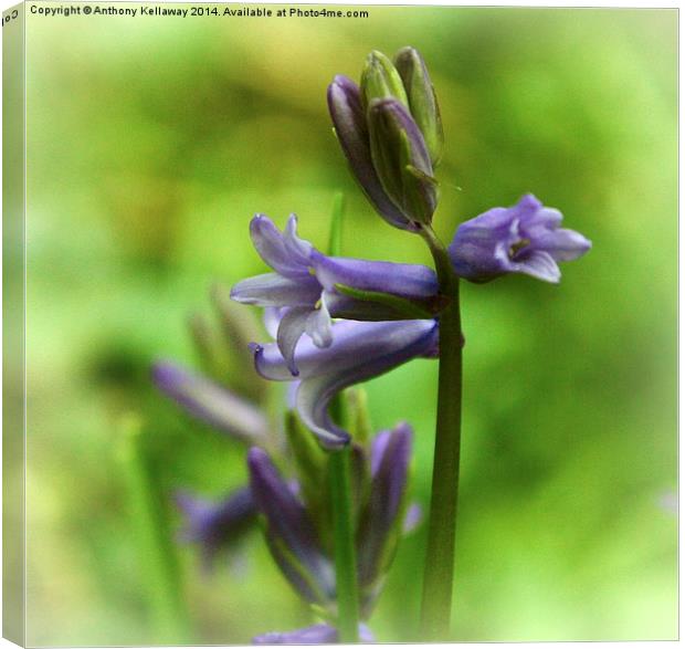 BLUEBELL Canvas Print by Anthony Kellaway