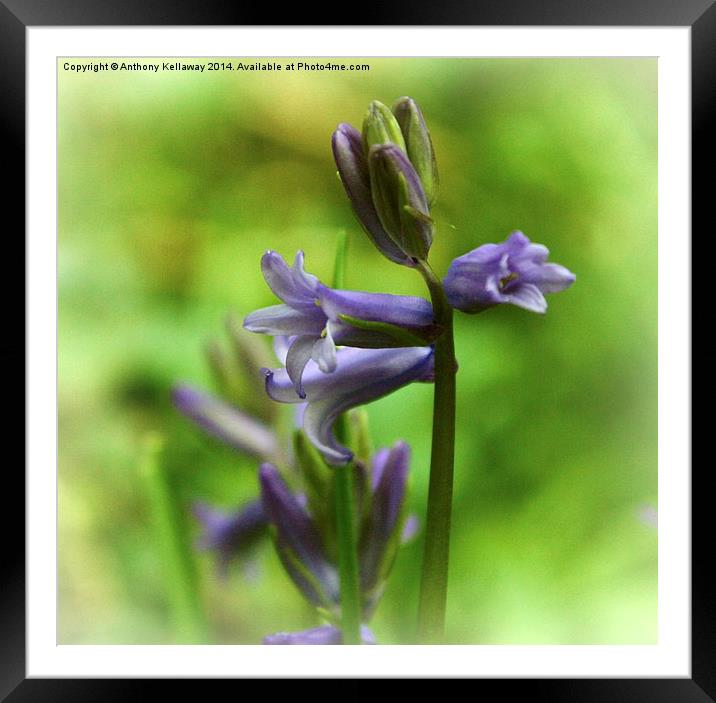 BLUEBELL Framed Mounted Print by Anthony Kellaway