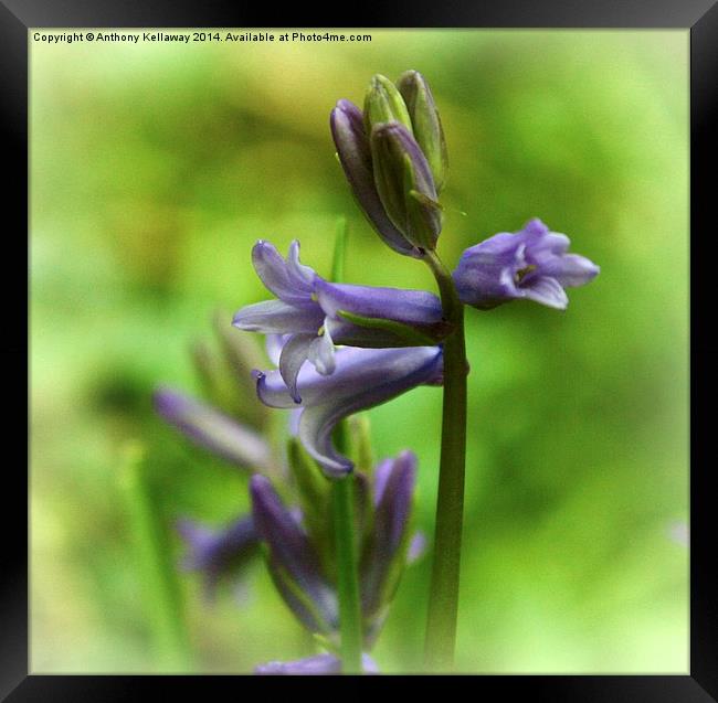 BLUEBELL Framed Print by Anthony Kellaway