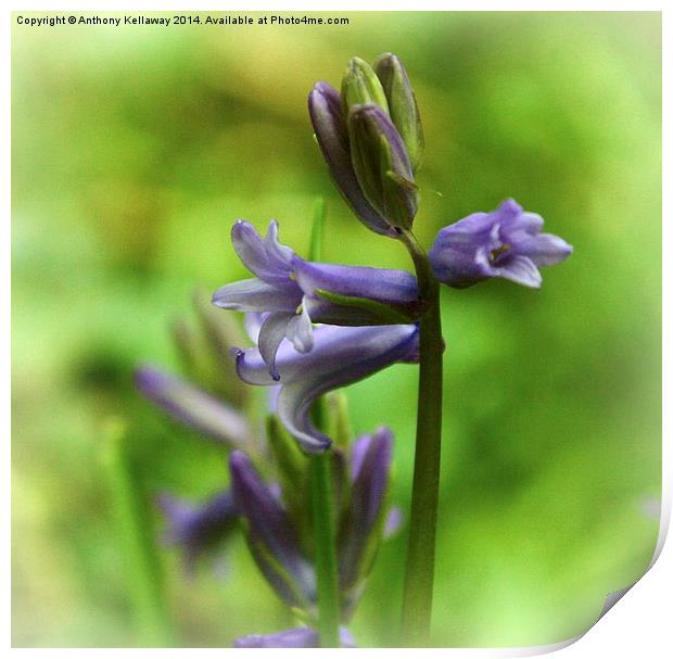 BLUEBELL Print by Anthony Kellaway