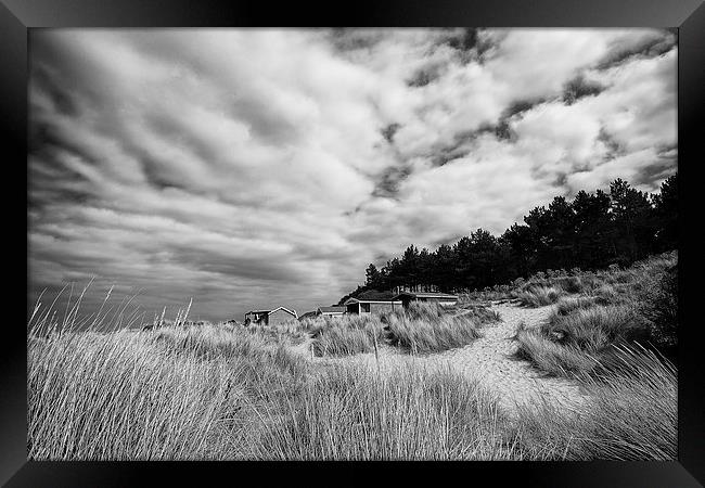Hunstanton beach huts through the reeds in Black a Framed Print by Mark Bunning