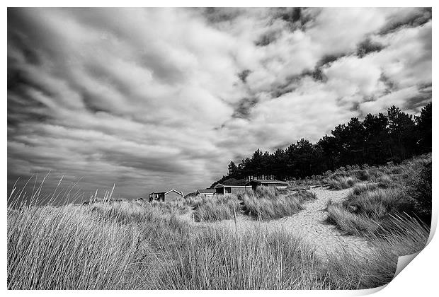 Hunstanton beach huts through the reeds in Black a Print by Mark Bunning