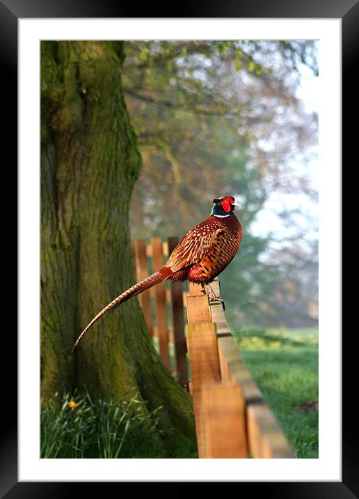 Pheasant on fence Framed Mounted Print by Jim kernan