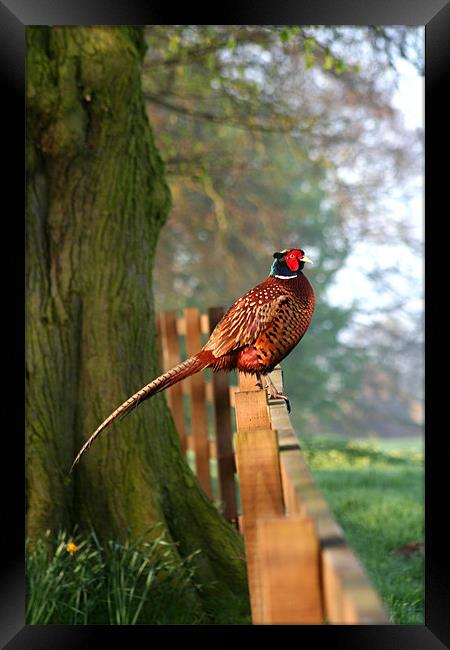 Pheasant on fence Framed Print by Jim kernan