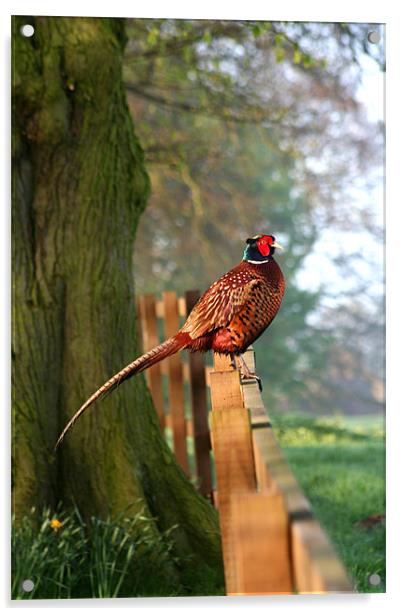 Pheasant on fence Acrylic by Jim kernan
