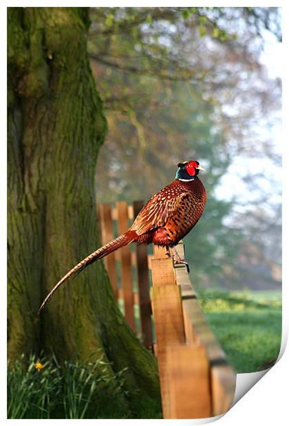 Pheasant on fence Print by Jim kernan