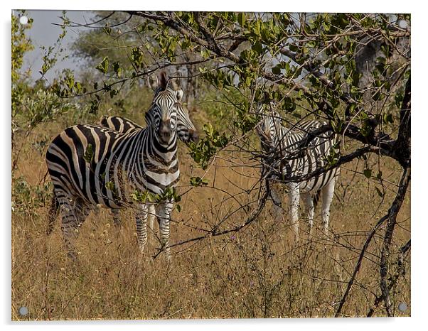 Zebra in Kuger Park Acrylic by colin chalkley