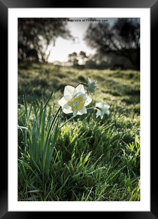 Narcissus in a field Framed Mounted Print by Phil Wareham
