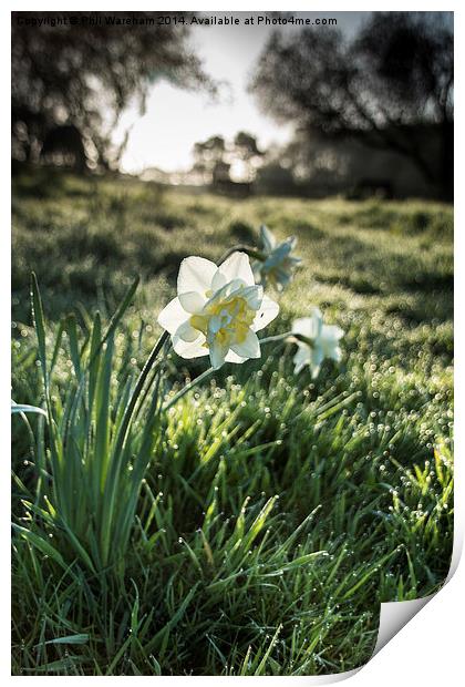 Narcissus in a field Print by Phil Wareham
