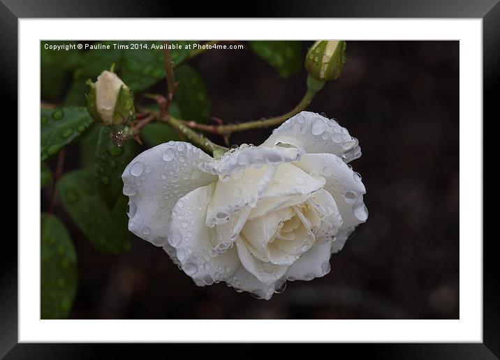 Sparkling White Rose Framed Mounted Print by Pauline Tims