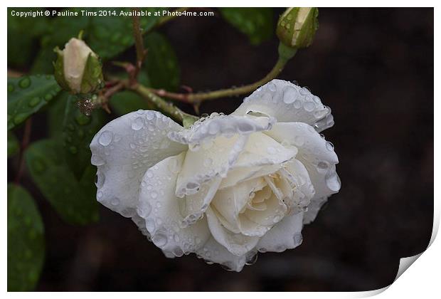 Sparkling White Rose Print by Pauline Tims