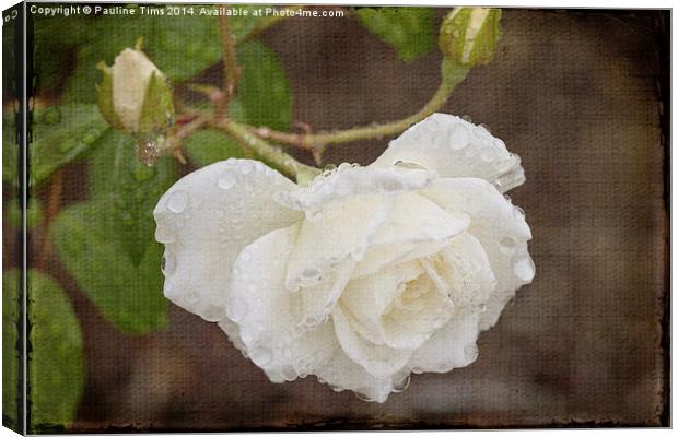 Vintage Rose Canvas Print by Pauline Tims