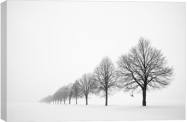 Row of trees in winter Canvas Print by Matthias Hauser