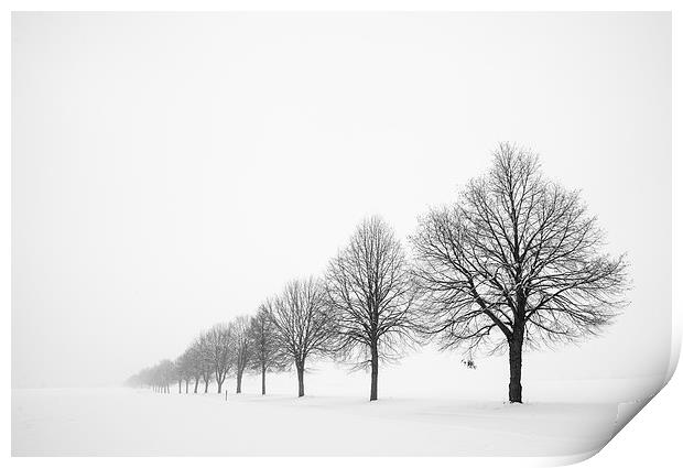 Row of trees in winter Print by Matthias Hauser