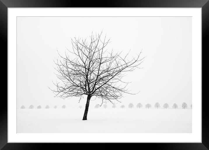 Bare tree in winter Framed Mounted Print by Matthias Hauser