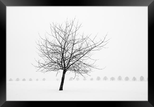 Bare tree in winter Framed Print by Matthias Hauser