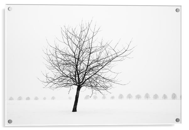 Bare tree in winter Acrylic by Matthias Hauser