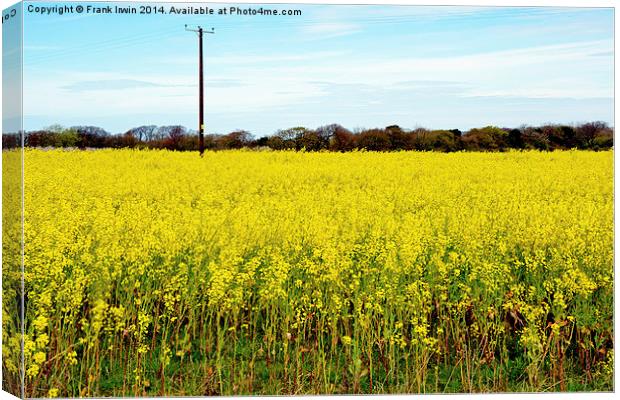 The bright yellow Rapeseed vista Canvas Print by Frank Irwin