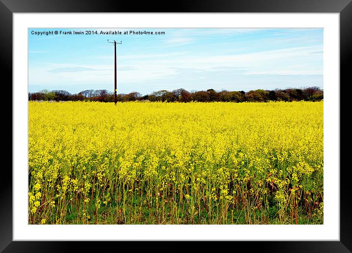 The bright yellow Rapeseed vista Framed Mounted Print by Frank Irwin