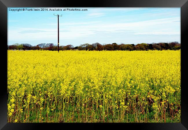 The bright yellow Rapeseed vista Framed Print by Frank Irwin